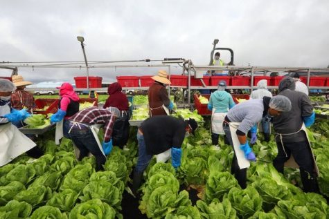 Robots sustituyen la falta de trabajadores agrícolas en California.