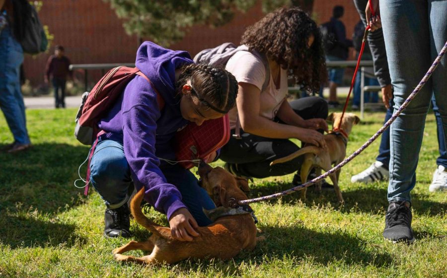Students were able to play with dogs from the Baldwin Park Animal Care Center during their Adopt A Pet Event last Tuesday. Cal State L.A., 2019.