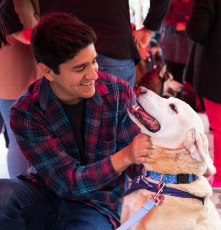 Stress Relieving Dogs Lend a Paw