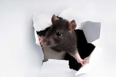 Rodent Droppings Fall From Biology Ceiling