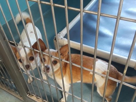More Than Just Shelters