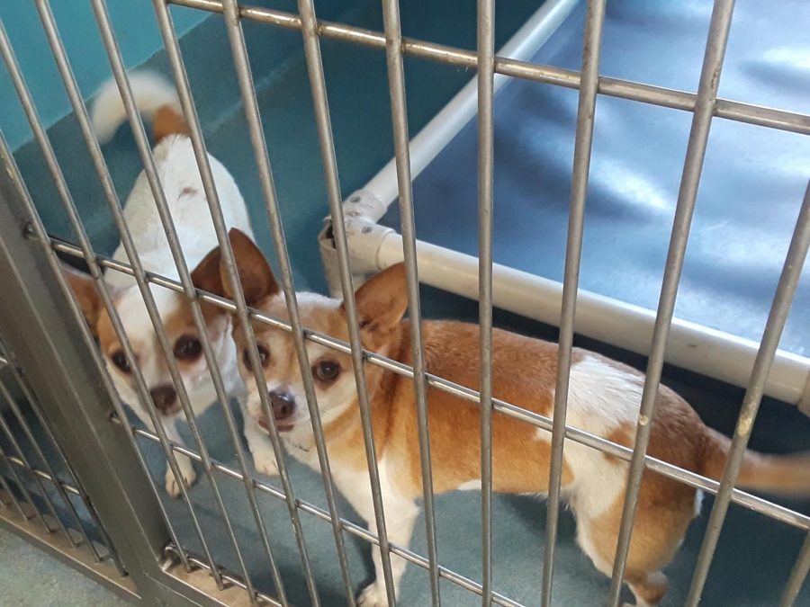 Dogs at the Baldwin Park shelter observe visitors.