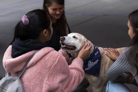 Therapy Dogs Make it Just in Time