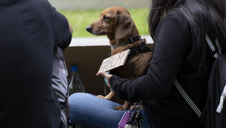 Protestors of all backgrounds including dogs participated and gave their support to the ongoing growing Black Lives Matter movement at Cal State LA on Saturday. Photo by Joshua Mejia