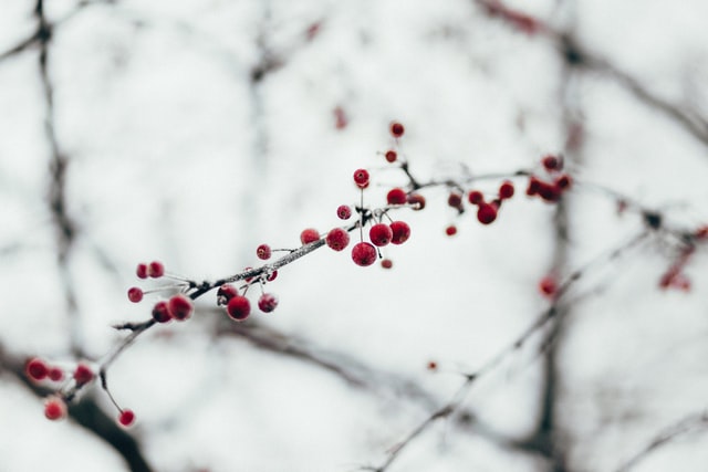 red berries on a black branch and white background