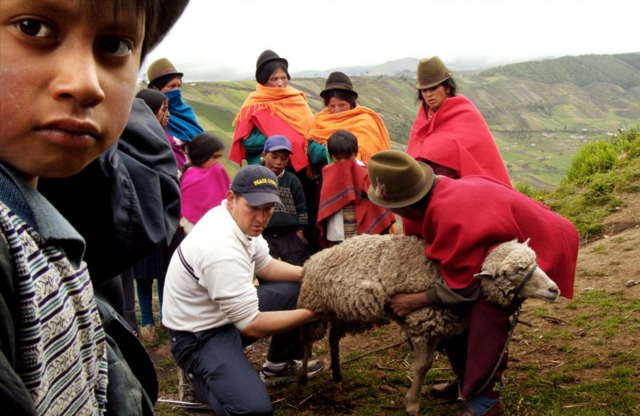 People providing medical attention to sheep.