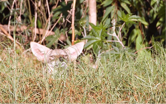 Coyote in grass, courtesy of Dr. Niamh Quinn