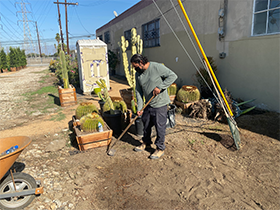 Angel Saaverde is digging a hole in the ground to put a plant in it. 