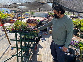 Angel Saavedra is organizing his plants to make it look nice for customers