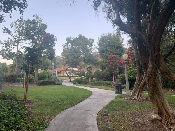 trees and a curvy sidewalk