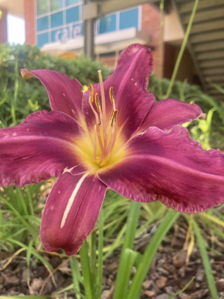 A day lily blooms adjacent to Cafe LA, to the right of the walkway in front of the drop-off zone.